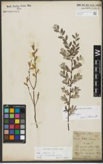 Foto von Salix repens subsp. repens L.